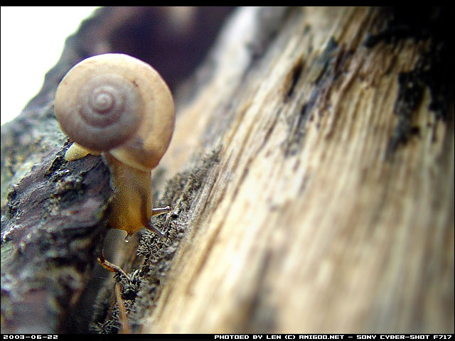 雨后的一片蕉林，趁机搞点角度用来做桌面～～